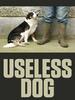 Useless Dog